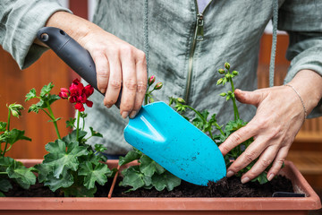 Woman is using shovel for planting geranium into flower pot