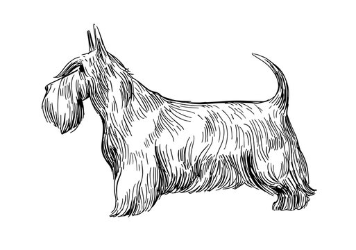 Sketch of  scottish terrier. Dog breed. Black outline on transparent background