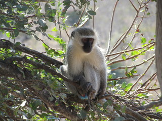 Ververt Monkey