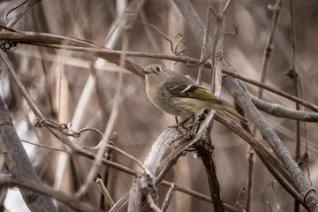 Ruby-crowned Kinglet perched in a tree in springtime.