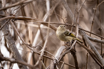 Ruby-crowned Kinglet perched in a tree in springtime.