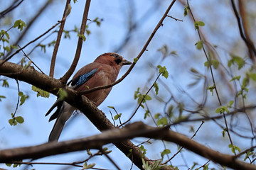 Jay in a spring forest. Mockingjay on a tree branch at sunny weather