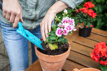 Fototapeta Woman planting geranium into flower pot obraz