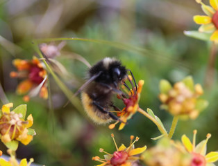 Bombus ruderarius, commonly known as the red shanked carder bee