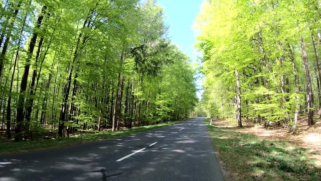 Fahrradtour durch den frischen Frühlingswald