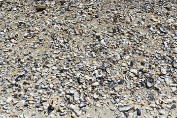 Set of different seashells on the seashore. The beach of the black sea. Ukraine.
