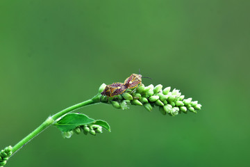 Insect sex on flowers