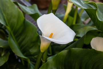 side view of a beautiful white and yellow water lily with green leaves in a garden