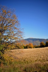 autumn mountains landscape on sunny day with colorfully forest meadow and trees
