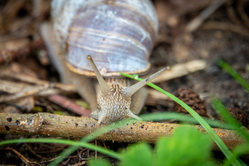  large Roman snail crawls across the damp forest floor