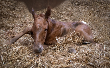 New born Foal