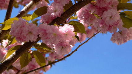 pink flowers against a blue sky