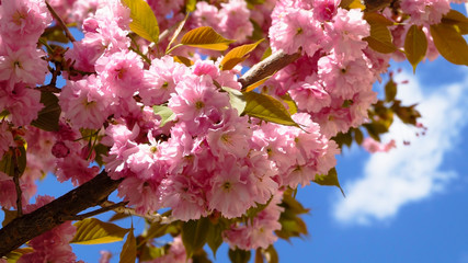 pink flowers against the sky and clouds
