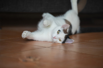 Junge schwarz weiße Katze spielt im Haus