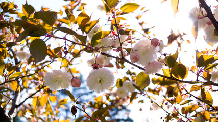 flowering tree in the sun