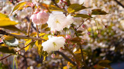beautiful spring flowers on a tree
