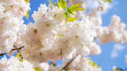 white flowers on sky background