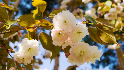 White flowers on a tree