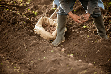 <Farmer grows potatoes in the field