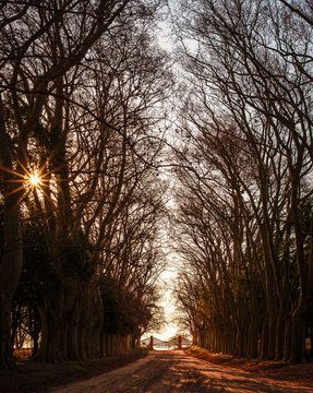 Imagen de un sendero de &aacute;rboles, camino de tierra y una tranquera al fondo  