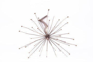 Obraz premium A dried withered plant on a white background