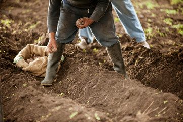 <Farmer grows potatoes in the field