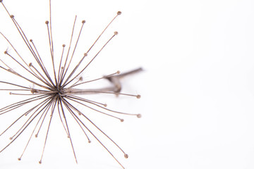 Fototapeta premium A dried withered plant on a white background