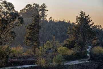 beautiful cabin in the middle of the forest surrounded by pine trees and the sunset light