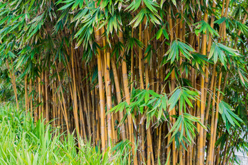 Green and yellow bamboo plants Perdana Botanical Gardens, Kuala Lumpur.