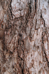 Natural structure of the bark of a pine tree