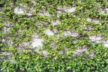 ivy growing in the old city on an old building