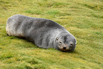 Obraz premium Antarctic fur seal pup at Fortuna Bay, South Georgia Island