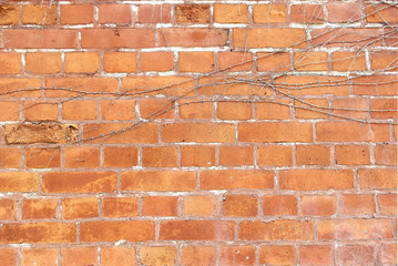 texture of a brick wall of an old building with plant branches