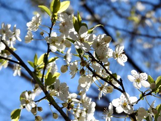 Spring flowers on trees