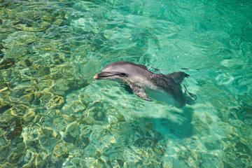 Dolphin portrait while looking at you