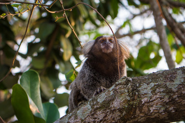 Mico marmoset small primate on tree