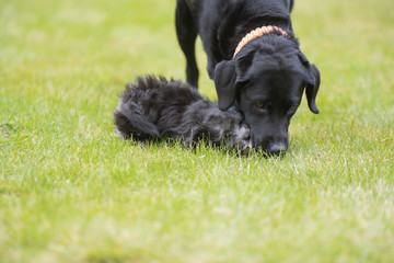 Maltipoo Welpe spielt mit einem Labrador Malteser Pudel