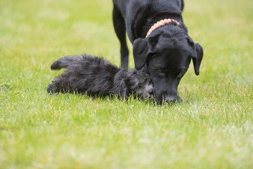 Maltipoo Welpe spielt mit einem Labrador Malteser Pudel