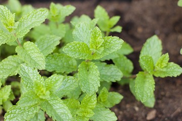  Frische Minze