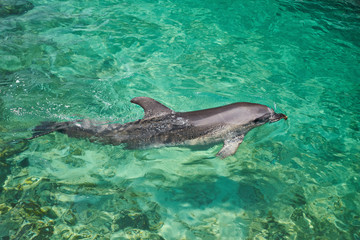 Dolphin portrait while looking at you