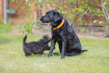 Maltipoo Welpe spielt mit einem Labrador Malteser Pudel