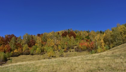 autumn landscape with golden vibrant trees leaves in sunny day 