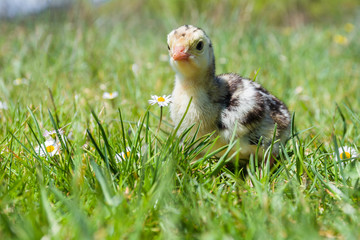 Little cute turkey-poult in green grass