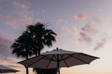 Puesta de sol rosa con sombrilla