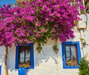 Pink Bougainvillea Flowers and Old Blue Door at Bodrum.