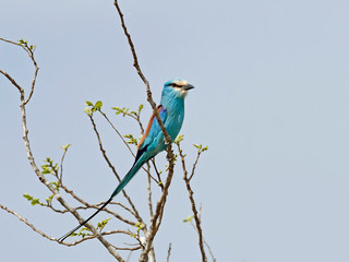 Abyssinian roller in its habitat