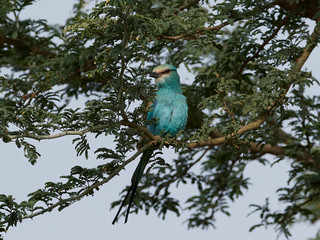 Abyssinian roller in its habitat