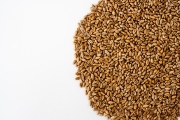 wheat grains on a white background, natural dried grain in the form of a semicircle on the right side, wheat isolated, macroshot