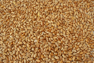 horizontal background, wheat grain texture, natural dry grain on the whole image, macro shot