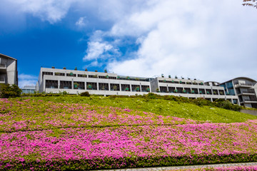 湘南国際村　ピンクのサツキ　ツツジの丘